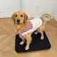 【Ready Stock】 Plaid Collar Dog Sweater Pet Dog Clothes Spring and Summer Skin-Friendly Vest Large Dog Golden Retriever Labrador zsyg