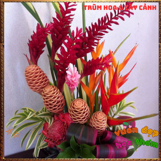 Chậu Hoa HẠNH PHÚC - GỪNG CẢNH đẹp rực rỡ mang thịnh vượng dễ trồng📗 Yêu Nhà Yêu Hoa
