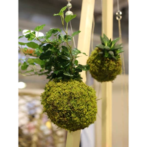 ( AA A quả cầu kokedama đủ kích thước size ( làm từ rêu tự nhiên hàng làm thủ công) )