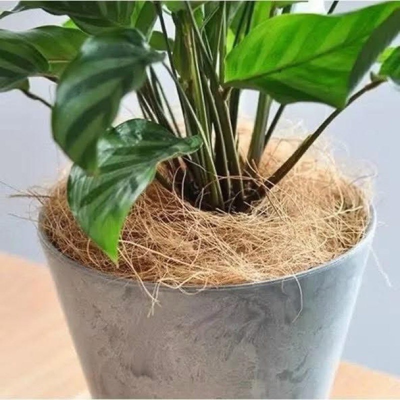 ( AA A Chỉ cước xơ dừa tự nhiên siêu sạch buộc lan bonsai – sợi siêu dai – 1kg giá rẻ )