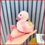 BH2 Flamingos Sang Trọng Búp Bê Quà Tặng Cho Bé Gái Trang Trí Nhà Đồ Chơi Nhồi Bông Móc Khóa Mặt Dây Chuyền Cho Trẻ Em Bộ Sưu Tập HB2
