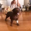 Đức Sile Labrador Chó Chó Động Vật Mô Hình Đồ Chơi Trẻ Em Giáo Dục Sớm Khai Sáng Nhận Thức