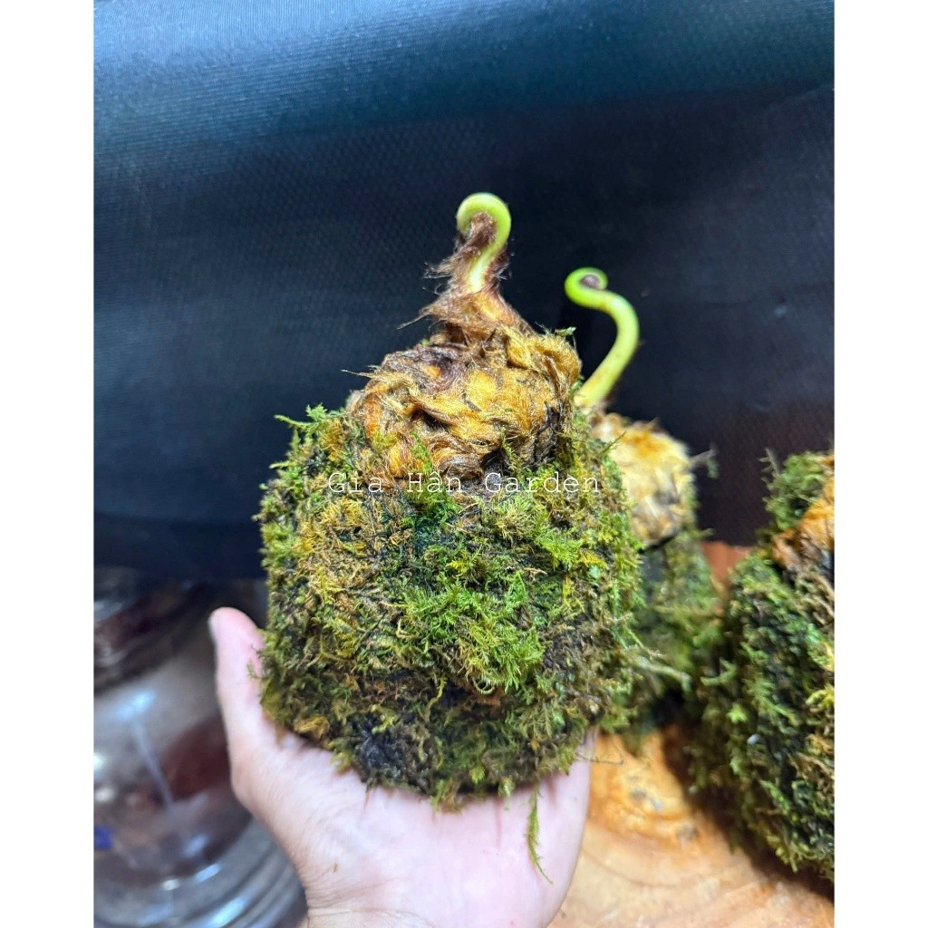 ( AAA CỦ DƯƠNG XỈ CULI LÔNG VÀNG KOKEDAMA )