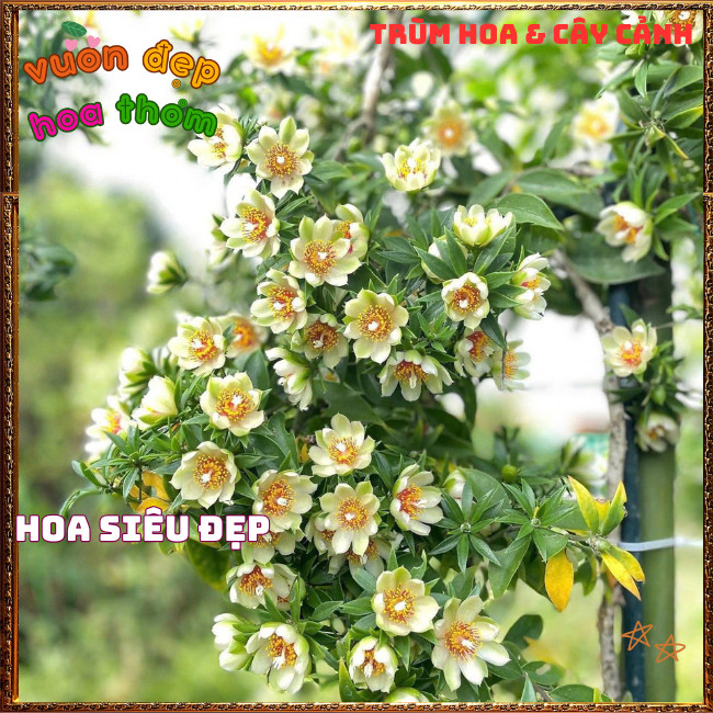 Chậu Cây Chanh Nho Ăn Được Hoa, Lá, Trái Dễ Trồng Bông Siêu Đẹp ️📩 Hoa Mười Giờ Bonsai & Phụ Kiện