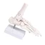 SA Mô hình cấu trúc bàn chân giải phẫu Xây dựng PVC lý tưởng cho sinh viên y tế hiểu chức năng xương và sắp xếp