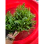 ( Dương xỉ Java Trident – Dạng lá ba chạc, mọc rậm, siêu đẹp cho hồ thủy sinh. )