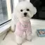 【Ready Stock】 Spring and Summer New Dog Dog Clothes Small and Medium-Sized Dogs Bichon Thin Pet Cat out Anti-Dirty Traction Buckle Dog Clothes kyXy