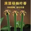 Hương thơm hoa lá bưởi tự nhiên Chúc may mắn Hương thơm gia đình Thanh lọc trong nhà Hương may mắn Hương thơm phong phú Hương thơm lâu trôi