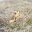 Sile Golden Retriever Pet Puppy Dog Farm Animal Model Children 's Toy Tour Retriever