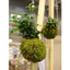 ( quả cầu kokedama đủ kích thước( làm từ rêu tự nhiên hàng làm thủ công) )