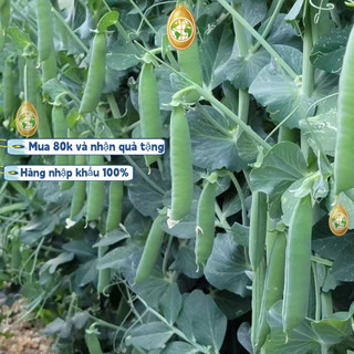 Hạt giống Đậu Hà Lan siêu quả，Bao bì gốc20gram，k032