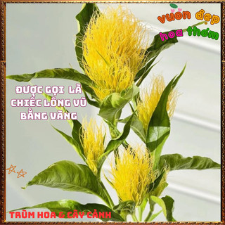 Chậu Hoa BẠCH KIM VŨ Mới Lạ Nở Quanh Năm Rất Lâu Tàn ️🌮 TRUNG TÂM CÂY GIỐNG VÀ HOA