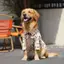 【Ready Stock】 Dog Floral Shirt Summer Thin Golden Retriever Labrador Sun Protection Border Collie Air Conditioning Clothes Big Dog Clothes Shirt Kwvl