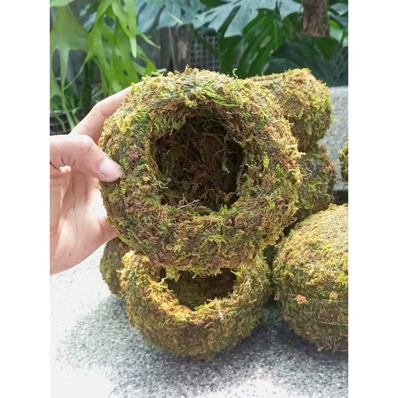 ( .. Quả cầu rêu Kokedama(ảnh thật tự chụp) làm chậu trồng cây, chậu bay, chậu treo . )