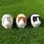 Cheenm Mô Phỏng Lông Chuột Lang Sang Trọng Búp Bê Hamster Búp Bê Sang Trọng Đồ Chơi Nhồi Bông Mềm Hình Động Vật Cho Trẻ Em Quà Tặng Sinh Nhật VN
