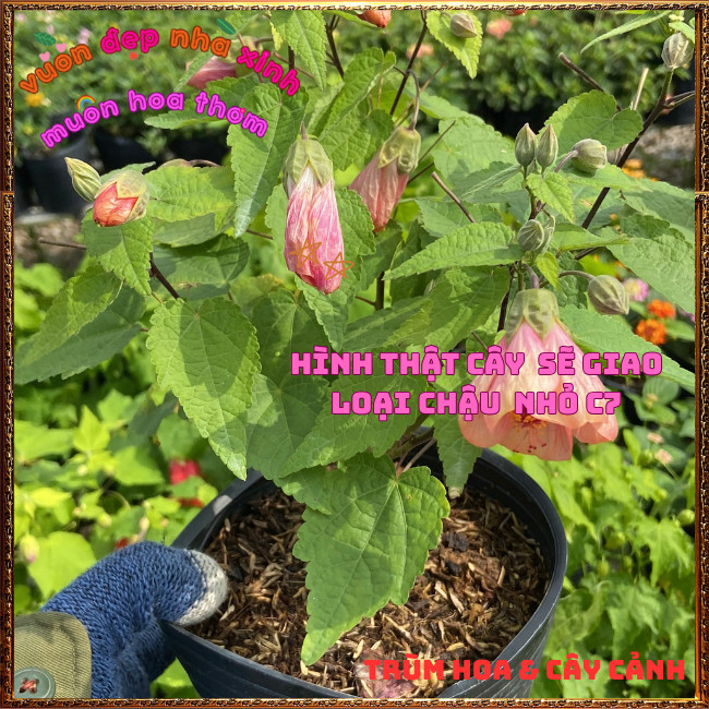 Chậu Hoa Bụt Lồng Đèn HOÀNG HÔN MƠ VÀNG siêu dễ thương nở quanh năm ️📩 Hoa Mười Giờ Bonsai & Phụ Kiện