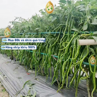 #Hạt_Giống_Ớt_Dài_Hàn_Quốc F1  năng suất cao thu hoạch sau 2 tháng，Bao bì gốc: 500 hạt, k028