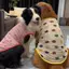【Ready Stock】 Large Dog Clothes Summer Thin Breathable Golden Retriever Puppy Husky Border Collie Labrador Large Dog Mesh Waistcoat I6KY