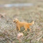 Sile Golden Retriever Pet Puppy Dog Farm Animal Model Children 's Toy Tour Retriever