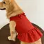 【Ready Stock】 Pet Dog Clothes Red Background and Polka Dots Bowknot Super Cute Sweet Vest Dress Golden Retriever Samoyed Spring and Summer Large Dog usDx