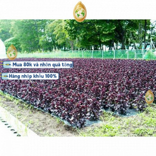 nhập khẩuHạt Giống Tía Tô Tím - Một gói - khoảng 1000 hạt giống，GM 95%-k024