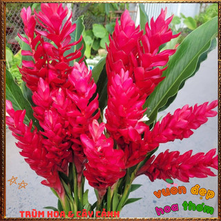 Chậu Hoa HẠNH PHÚC - GỪNG CẢNH đẹp rực rỡ mang thịnh vượng dễ trồng📒 BẢO HÀNH CÂY GIỐNG VÀ HOA CHUẨN