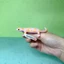 Sile 2024 Hồng thằn lằn Salamander Mô phỏng Mô hình động vật Đồ chơi trẻ em Đồ trang trí nhận thức