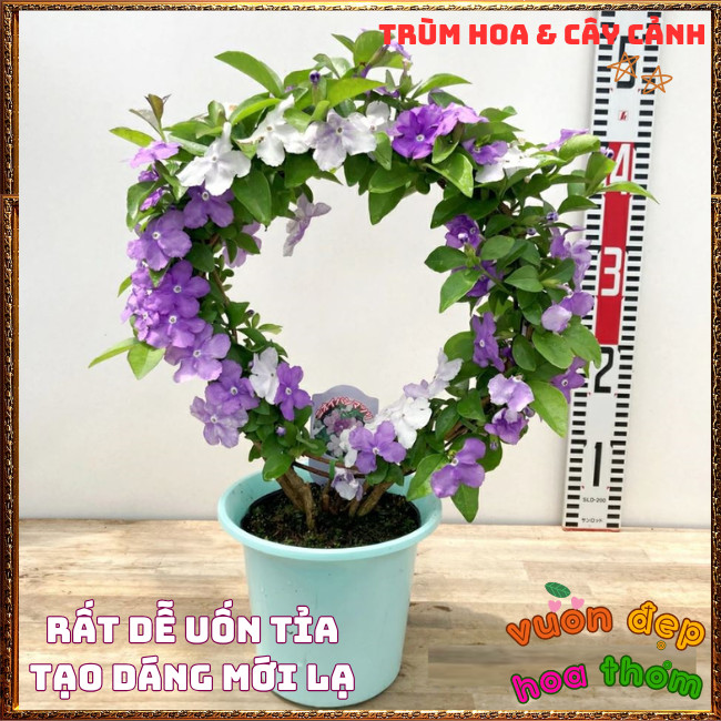 Chậu Hoa LÀI ĐỔI MÀU NHÀI NHẬT Trắng Tím Lạ Mắt Thơm Ngát Nở Cả Năm️📩 Hoa Mười Giờ Bonsai & Phụ Kiện