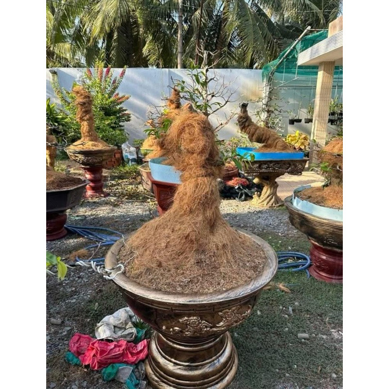 ( Chỉ cước xơ dừa buộc lan bonsai – sợi siêu dai – 1kg giá rẻ )