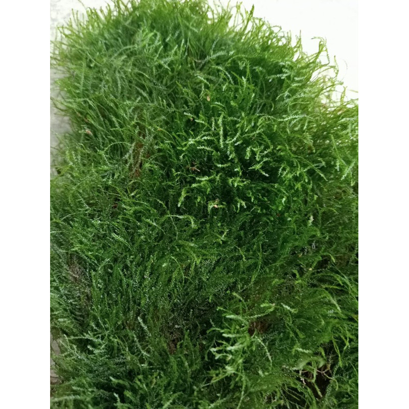 ( Rêu Java 1 hộp 2 vỉ || Rêu Gắn Bonsai, gắn layout thuỷ sinh, bể cá cảnh )