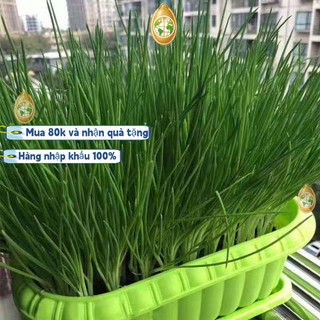 Hạt giống hành láNhập khẩu từ Trung Quốc, mỗi gói chứa khoảng 1000 viên nén._dễ trồng_thơm ngonk013