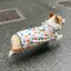 Corgi Chó Áo Mưa Đặc Biệt Cho Chó Áo Mưa Nhỏ Vừa Chó Schnauzer Shiba Inu Thú Cưng Ngày Mưa Quần Áo Chống Thấm Nước Bụng Túi