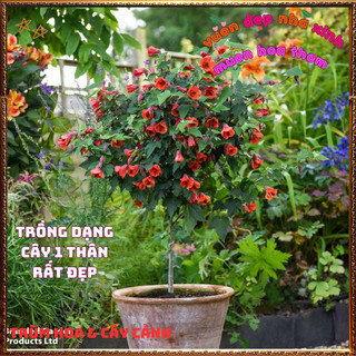 Chậu Hoa Bụp Lồng Đèn ĐỎ LỬA HOÀNG KIM rực rỡ tuyệt đẹp nở quanh năm️📬 Làng Hoa Sa Đéc
