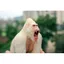 Đồ chơi mô phỏng động vật King Kong Gorilla Lớn Tyrannosaurus Rex Mô hình Búp bê khủng long Hình trẻ em Quái vật cậu bé
