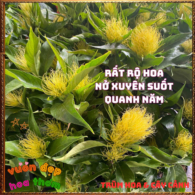 Chậu Hoa RÂU BẮP Xinh Xắn Siêu Dễ Trồng Nở Quanh Năm Rất Lâu Tàn ️📩 Hoa Mười Giờ Bonsai & Phụ Kiện