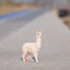 Đồ chơi mô hình bằng nhựa rắn Sile của Đức Đóng hộp Alpaca 42544 Đồ trang trí Quà tặng trẻ em