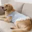【Ready Stock】 Large Dog Golden Retriever Labrador Pet Dog Clothes Spring and Summer Light Blue Bow Lace Pet Vest Dress bsrz