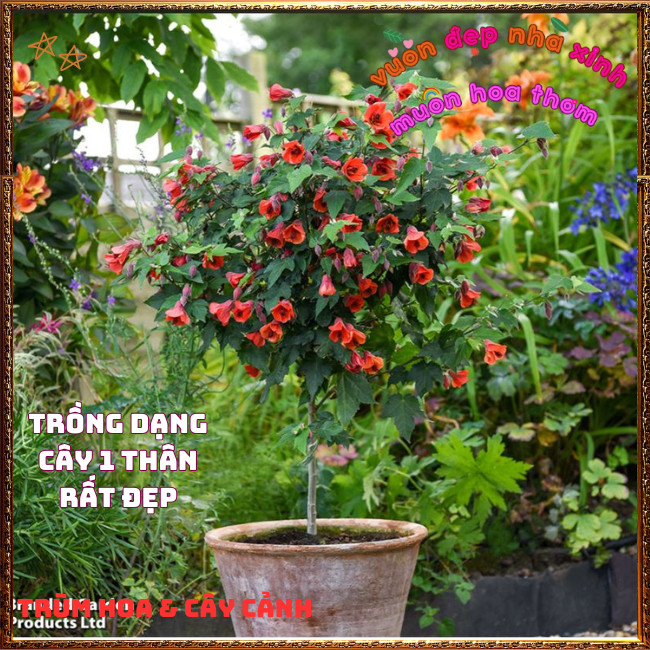 Chậu Hoa Bụp Lồng Đèn ĐỎ LỬA HOÀNG KIM rực rỡ tuyệt đẹp nở quanh năm️📩 Hoa Mười Giờ Bonsai & Phụ Kiện