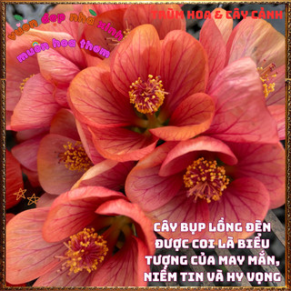 Chậu Cây LỒNG ĐÈN HỒNG CAM SAN HÔ dịu mắt dễ trồng nở quanh năm ️📬 Làng Hoa Sa Đéc