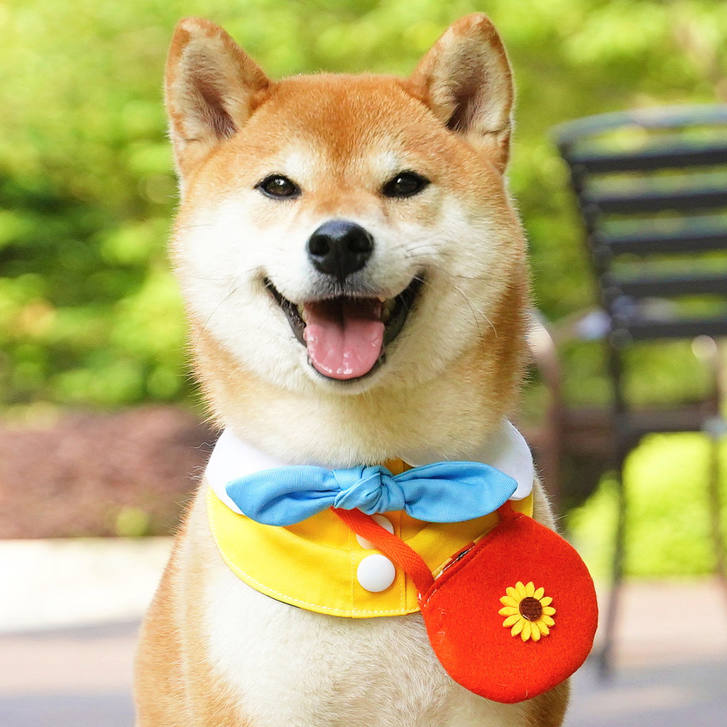 [Chó Đi Mẫu Giáo] Chó Dễ Thương Khăn Buộc Khăn Nhỏ Shiba Inu Nước Bọt Khăn Tam Giác Khăn Phụ Kiện Khăn Có Thể Điều Chỉnh Khăn