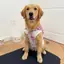 【Ready Stock】 Plaid Collar Dog Sweater Pet Dog Clothes Spring and Summer Skin-Friendly Vest Large Dog Golden Retriever Labrador zsyg