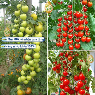 200 viên ，HẠT GIỐNG CÀ CHUA chuỗi ngọc F1 Loại Siêu Dễ Trồng kháng sâu bệnh chịu nhiệt tốt năng xuất cao，k006