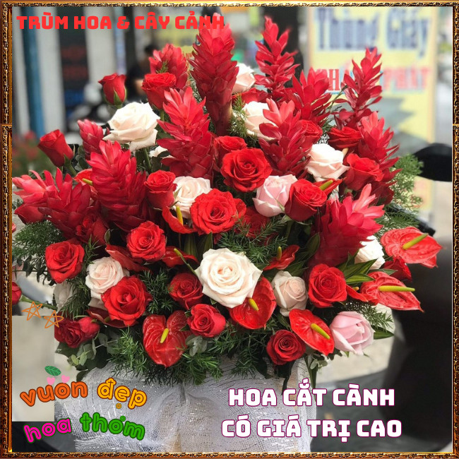 Chậu Hoa HẠNH PHÚC - GỪNG CẢNH đẹp rực rỡ mang thịnh vượng dễ trồng ️📩 Hoa Mười Giờ Bonsai & Phụ Kiện