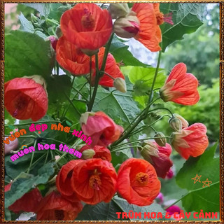 Chậu Hoa Bụp Lồng Đèn ĐỎ LỬA HOÀNG KIM rực rỡ tuyệt đẹp nở quanh năm️📬 Làng Hoa Sa Đéc