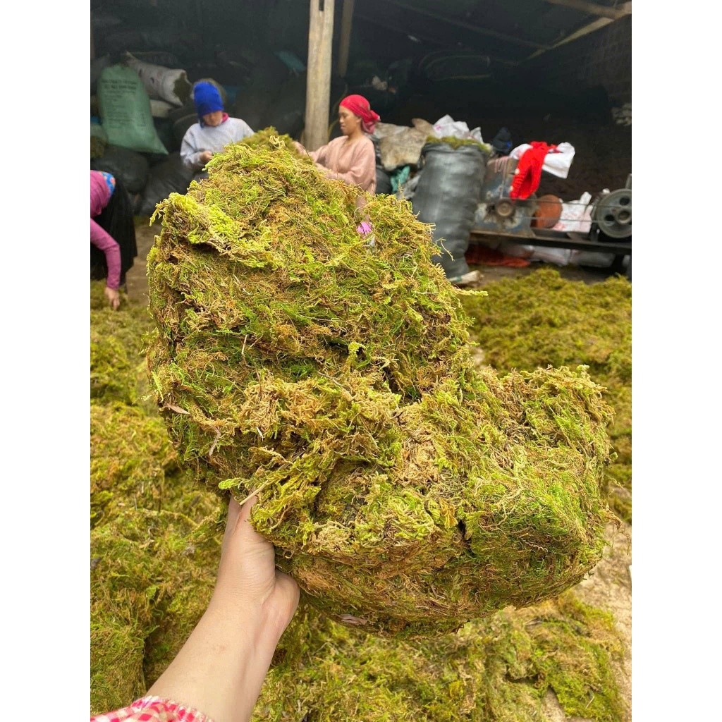( 500gram Rêu rùng khô (có sẵn) dùng để trang trí tiểu cảnh,chậu hoa giúp giữ ẩm bề mặt chậu trồng hoa lan, cây cảnh )