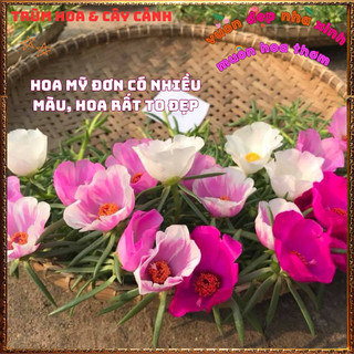 Cành Hoa Mười Giờ Mỹ Đơn Màu Tím Bông Rất To Siêu Đẹp Nở Mỗi Ngày️📜 Hoa Giống Mới Siêu Đẹp, Dễ Trồng