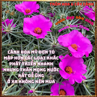 Cành Hoa Mười Giờ Mỹ Đơn Màu Tím Bông Rất To Siêu Đẹp Nở Mỗi Ngày️📜 Hoa Giống Mới Siêu Đẹp, Dễ Trồng
