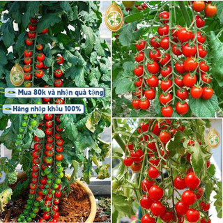 200 viên ，HẠT GIỐNG CÀ CHUA chuỗi ngọc F1 Loại Siêu Dễ Trồng kháng sâu bệnh chịu nhiệt tốt năng xuất cao，k006