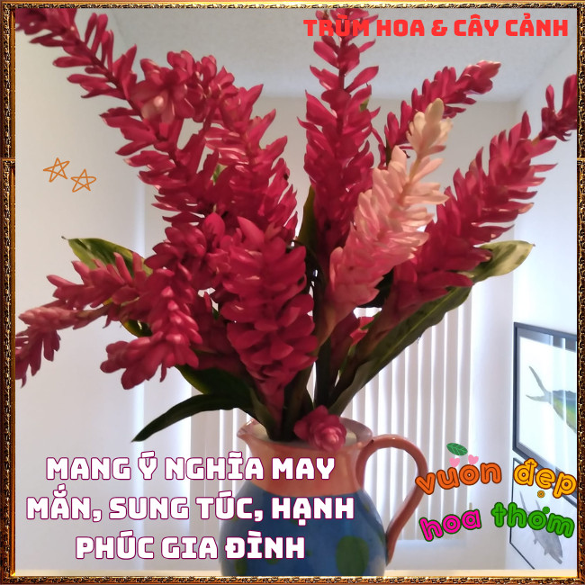 Chậu Hoa HẠNH PHÚC - GỪNG CẢNH đẹp rực rỡ mang thịnh vượng dễ trồng ️📩 Hoa Mười Giờ Bonsai & Phụ Kiện
