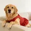 【Ready Stock】 Pet Dog Clothes Red Background and Polka Dots Bowknot Super Cute Sweet Vest Dress Golden Retriever Samoyed Spring and Summer Large Dog usDx